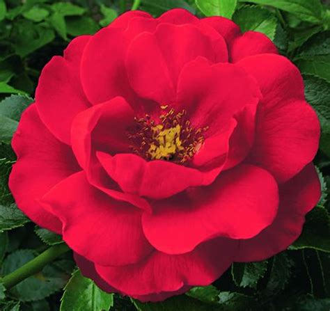 Scarlet Flower Carpet Rose Van Wilgens Garden Center