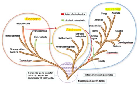 Ch 10 Classification Of Microorganisms Flashcards Quizlet