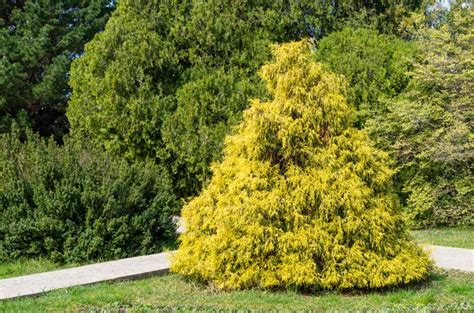 How to Prune Gold Thread and Gold Mop Cypress | Hunker