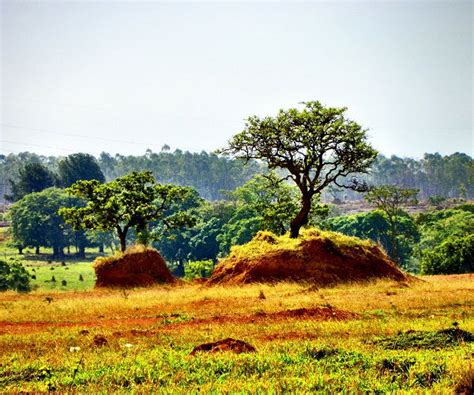 Caracter Sticas Do Bioma Cerrado Significados