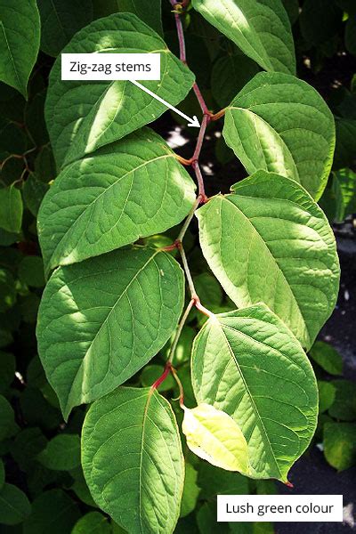 Japanese Knotweed Identification – The Japanese Knotweed Company