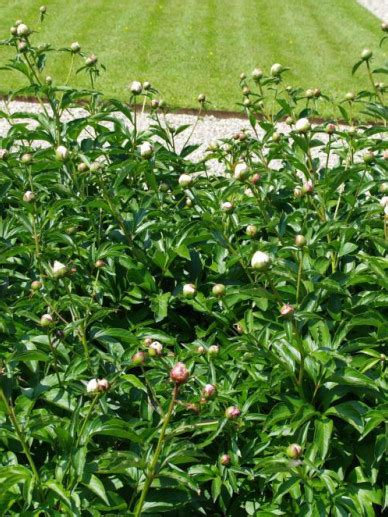 Paeonia Duchesse De Nemours Pioenroos Bloemenpark Appeltern