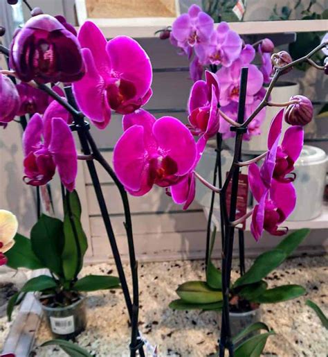 Orchid Care How To Grow Phalaenopsis Moth Orchids Indoors Gardener