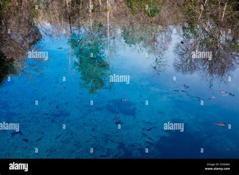 Blue Hole Ichetucknee Springs State Park Florida North America Usa