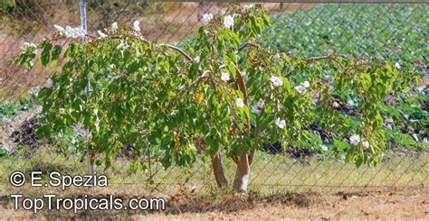 Ipomoea Arborescens Tree Morning Glory Nahuatl Ozote Palo Blanco