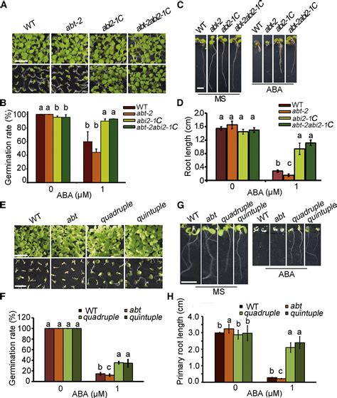 Counteraction Of Aba Mediated Inhibition Of Seed Germination And