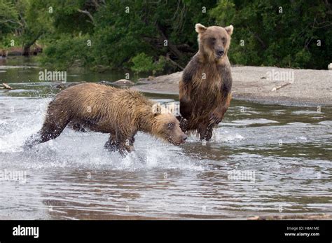 Brown Bear Ursus Arctos Pair Foraging For Salmon Kamchatka Russia