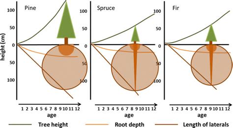 Tree height, root depth and the development of lateral roots during the ...