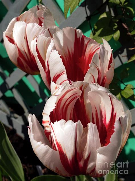 Tulipa Happy Generation Photograph By Ian Gowland Science Photo