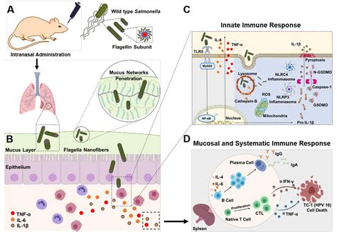 纳米人 Biomaterials：自组装鞭毛蛋白纳米纤维可诱导增强黏膜免疫