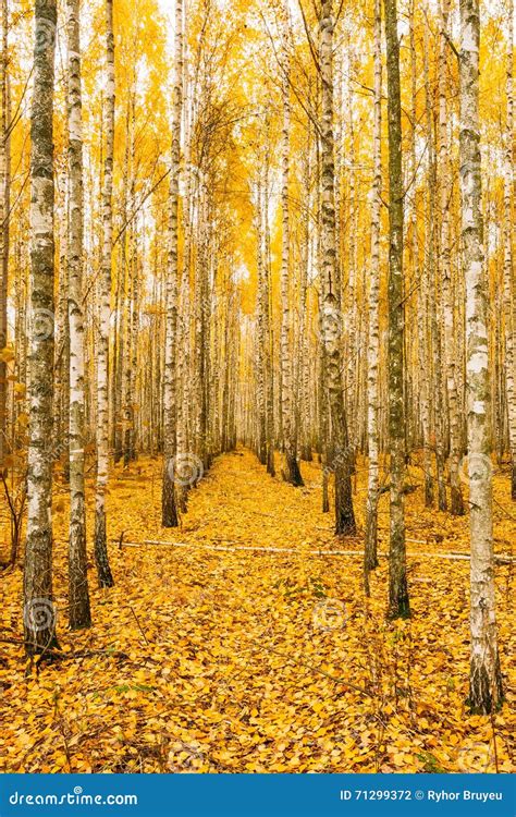 Birch Trees In Autumn Woods Forest Yellow Foliage Russian Fore Stock