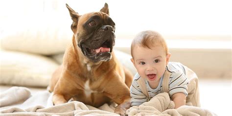 Help Your Dog Prepare For Your New Baby