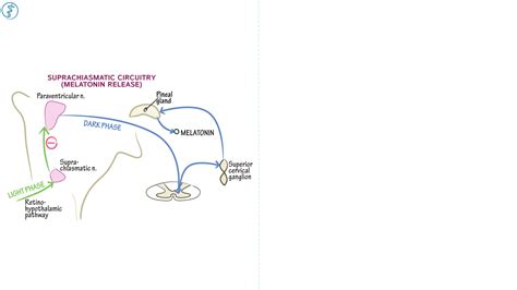 Neurology Residency (RITE Exam): Suprachiasmatic Nucleus & Melatonin ...