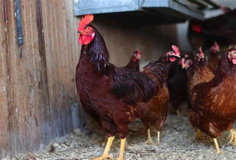 Rhode Island Red Chickens: Everything You Should Know