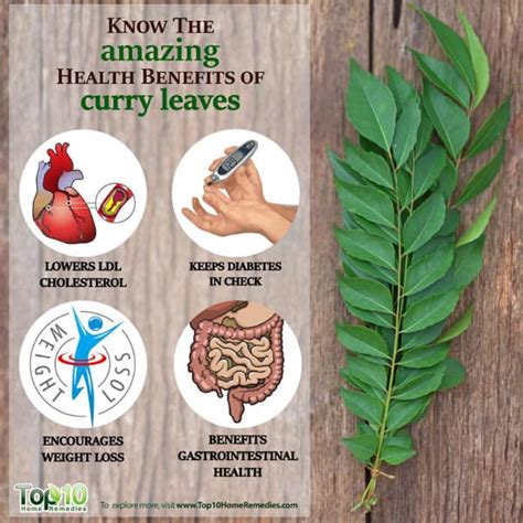 Know The Amazing 10 Health Benefits Of Curry Leaves Top 10 Home Remedies