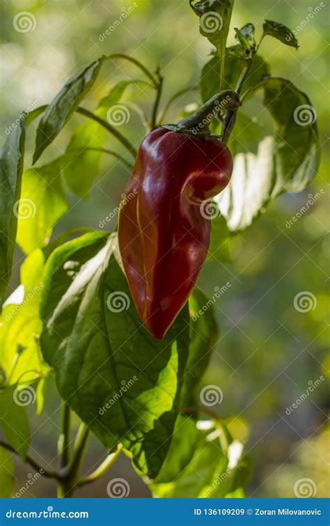 Ripe Red Peppers Ready To Be Picked Stock Image Image Of Growing