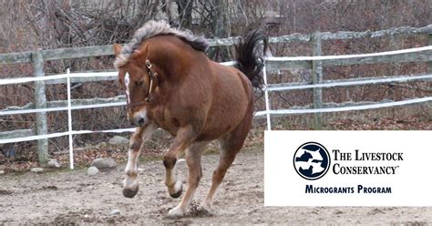 What Could You Do With 2000 The Livestock Conservancy