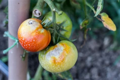 Warum faulen Tomaten am Strauch 5 frühe Symptome eines Mangels und was