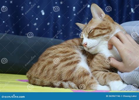 Regularly Scratch Cat S Chin To Make Kitten Happy Orange Tabby Cat