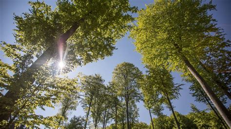 Forêts Protéger Le Poumon Vert De La Planète Wwf France