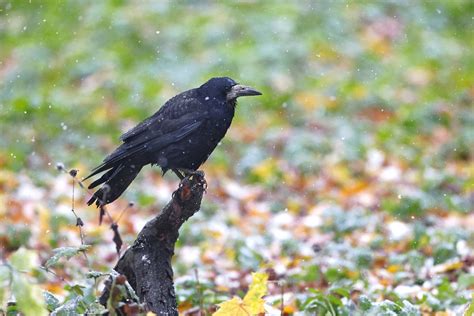 Rook Bird Animal - Free photo on Pixabay