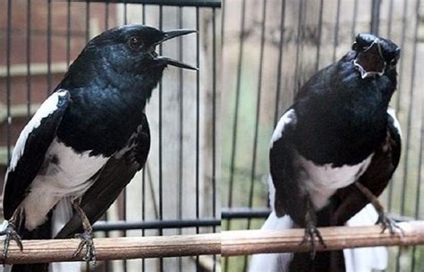 Cara Meningkatkan Volume Suara Burung Kacer Agar Keras Dan Kencang