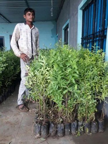 Full Sun Exposure Well Drained Sandalwood Plant Tree At 40 Piece In Pune