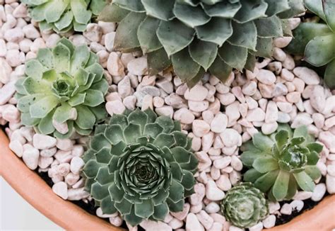 Hens And Chicks Plant Care Growing Guide