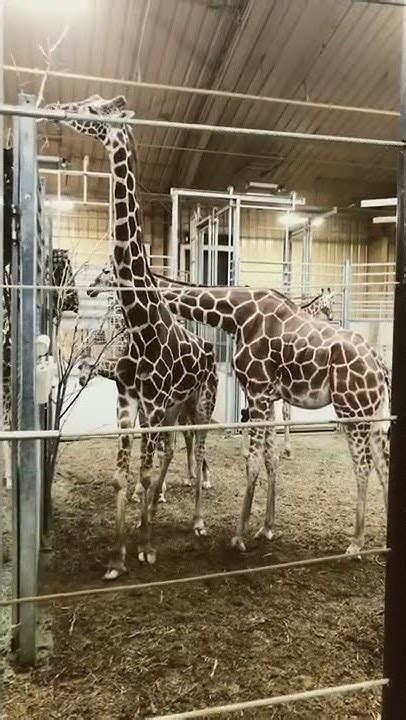 Giraffes In Henry Doorly Zoo Nebraska Youtube