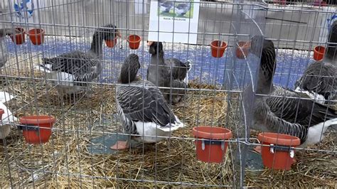 Toulouse Geese At Romania National Poultry Show 2019 Youtube