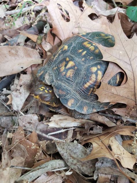 Common Box Turtle Terrapene Carolina Carolina Zoochat