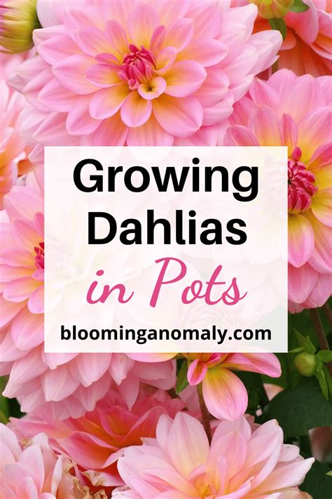 Fundamentals Of Growing Dahlias In Pots Blooming Anomaly