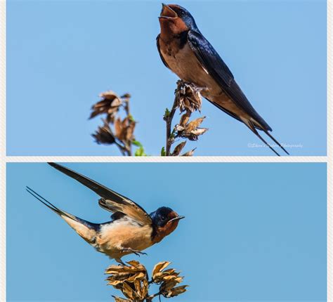 Spring migration is upon us, with the early songbirds just arriving. Swallows have already ...