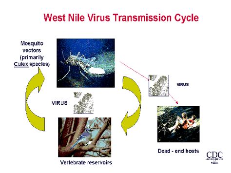 West Nile Virus