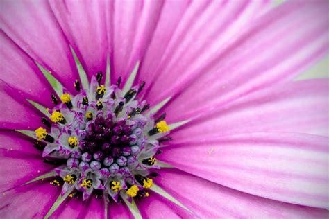 X Resolution Close Up Photo Purple Petaled Flower Hd