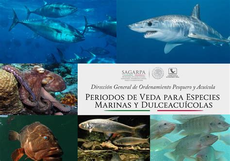 Periodos de veda para especies marinas y dulceacuícolas Pesca en Directo