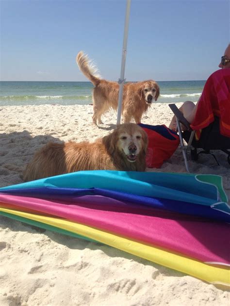 Dogs Love Our Pet Friendly Beaches Cape San Blas Fl Thecapeescape