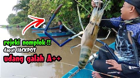 Strike Bertubi Tubi Indukan Udang Galah Di Air Sungai Yang Keruh Youtube