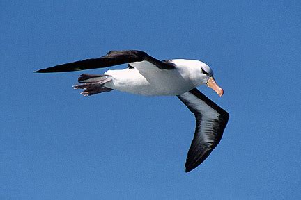 Black-browed Albatross – Diomedea melanophris - Birds