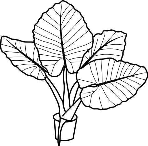 Caladium Plant Lineart Vector Art At Vecteezy