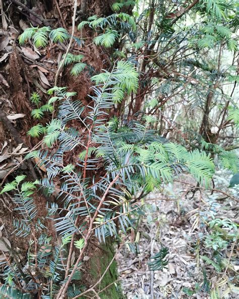 1,000-year-old Himalayan yew found in China's Yunnan | Ukrainian news