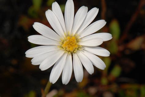 Celmisia Glandulosa Asteraceae Image At Phytoimages Siu Edu