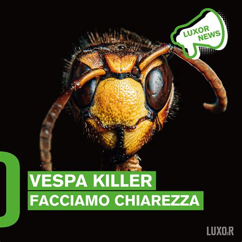 Vespa Killer In Italia Facciamo Chiarezza