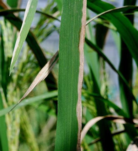 Bacterial Leaf Blight Resistance In Rice: A Review Of, 50% OFF