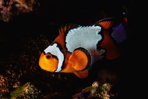 Clownfish Cruising the Reef at Night Stock Photo - Image of underwater, organism: 64394832