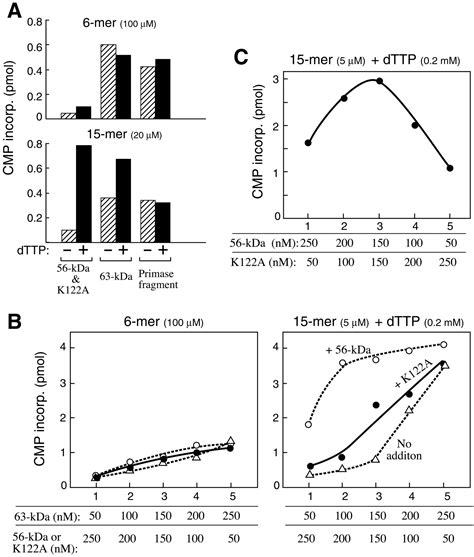 Interaction Of Adjacent Primase Domains Within The Hexameric Gene 4 Helicase Primase Of