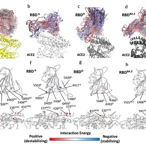 Sumd Binding Of Rbd Rbd O And Rbd Ba To Ace A D Snapshots