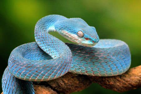 Snakes Depend On Their Sex Chromosomes For Survival Earth