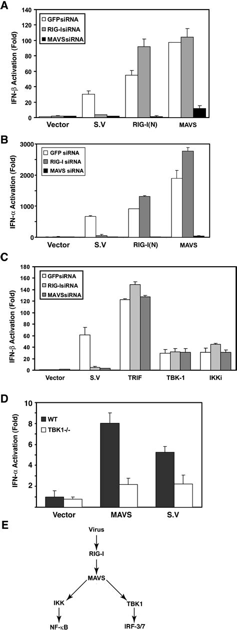 Identification And Characterization Of Mavs A Mitochondrial Antiviral