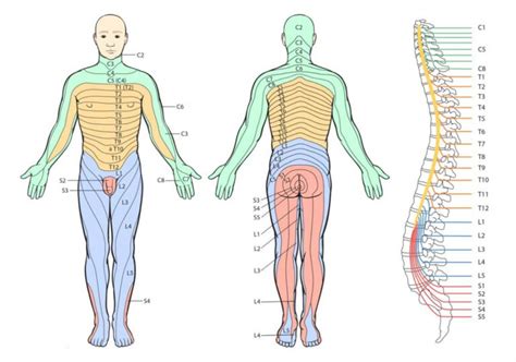 Printable Dermatome Map Printable Maps Dermatome Map